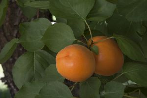 Apricots on Tree_8251.jpg